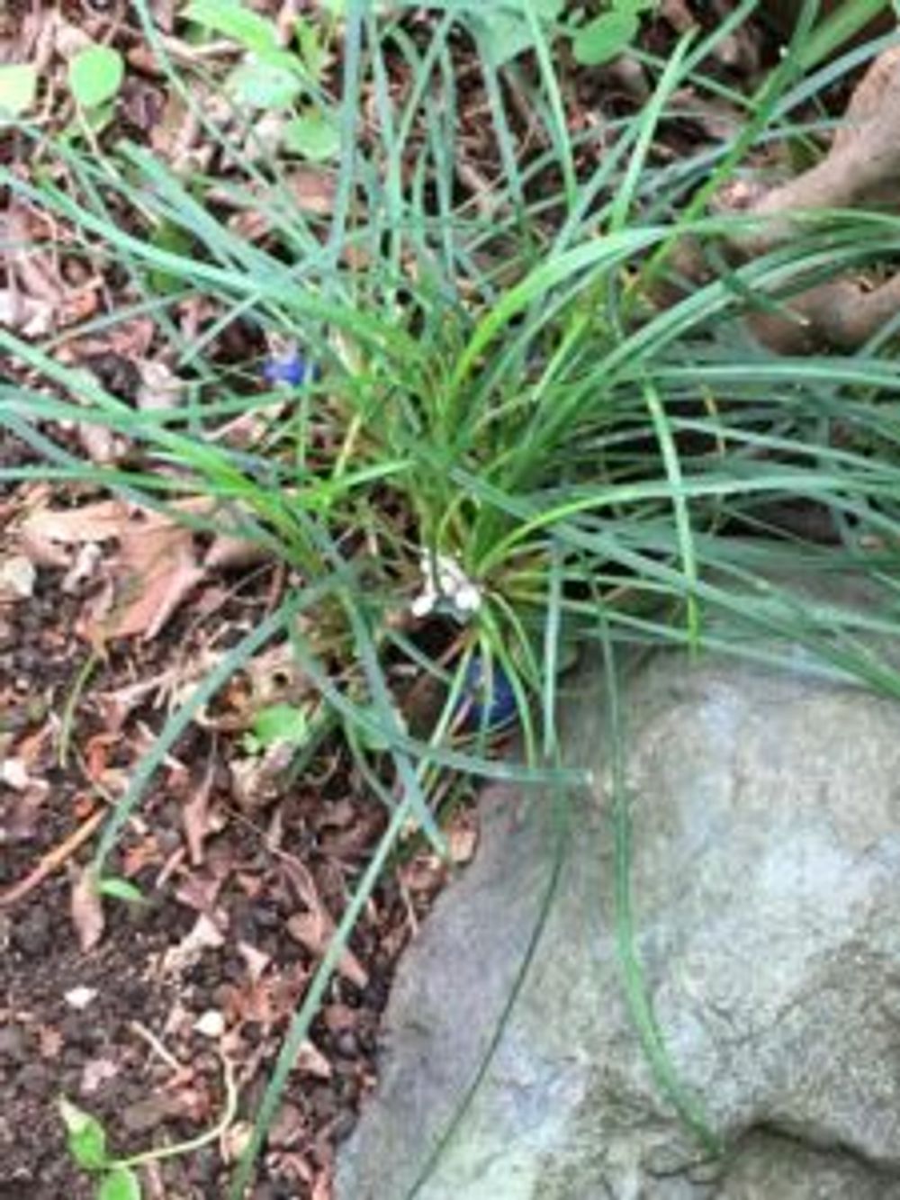 Photo by あおうみうしさん