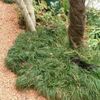 棚においても可愛いリュウノヒゲをご紹介の画像