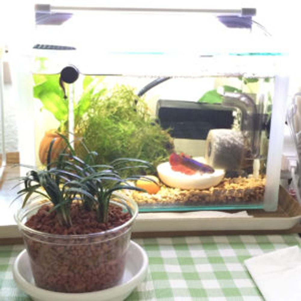 Photo by ぱやんさん