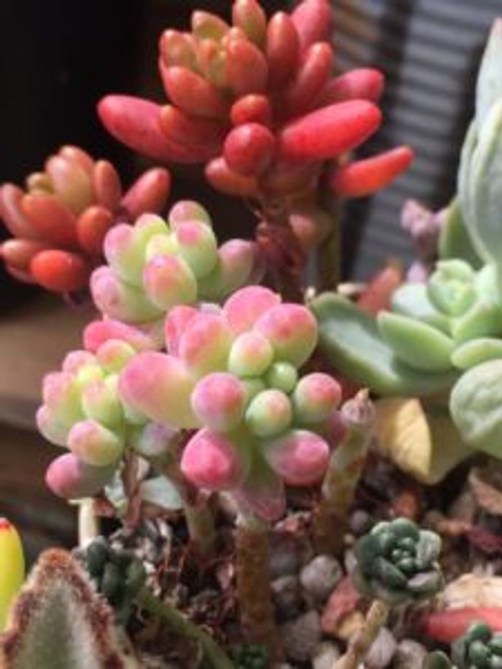 Photo by はぐさん@GreenSnap