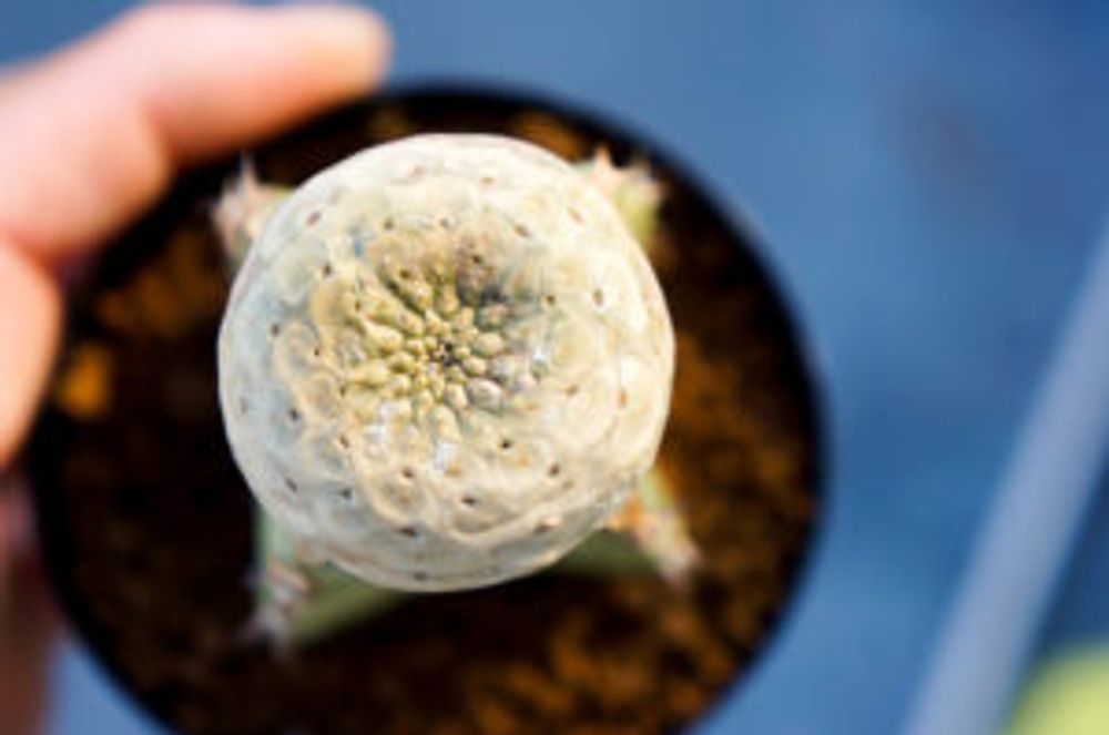 Photo by kemuriradioさん@GreenSnap