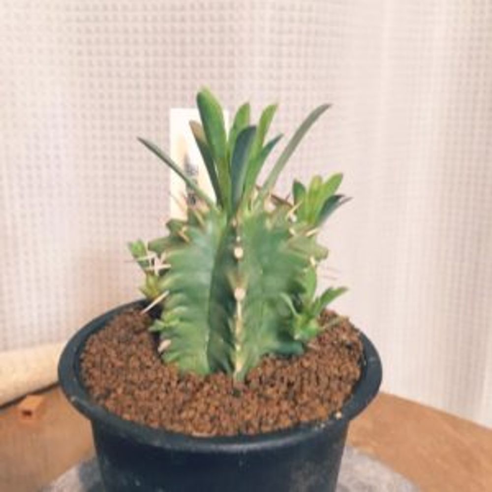 Photo by KUROさん@GreenSnap