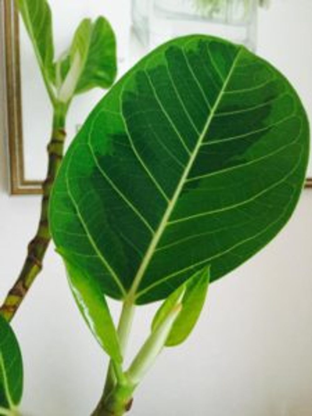 Photo by Appleさん