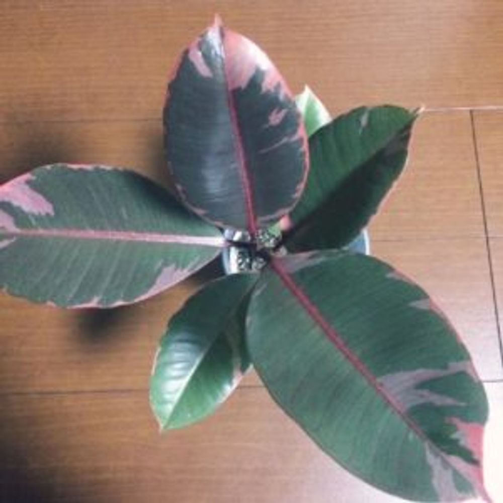 Photo by Owl gardenさん