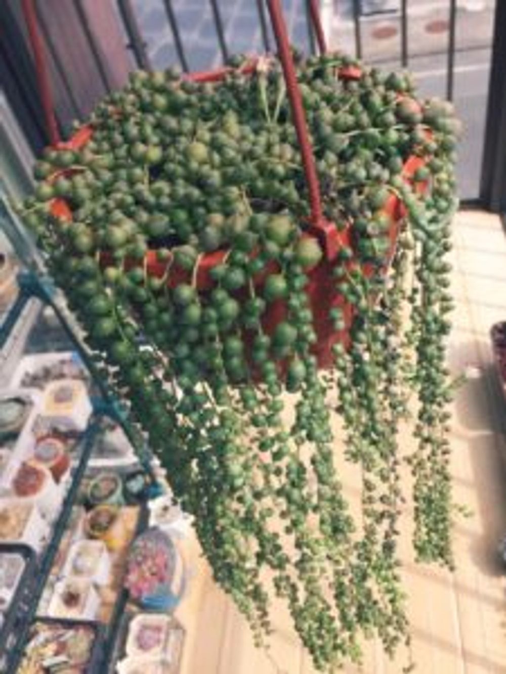 Photo by はぐさん@GreenSnap