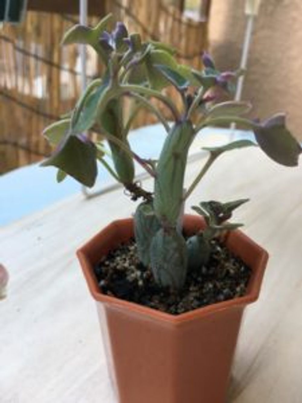 Photo by つぉさん@GreenSnap