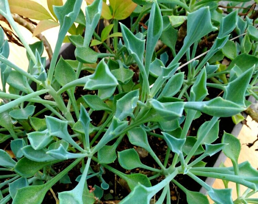 Photo by あぐね。さん@GreenSnap