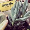 個性的なセネキオの育て方と品種についての画像