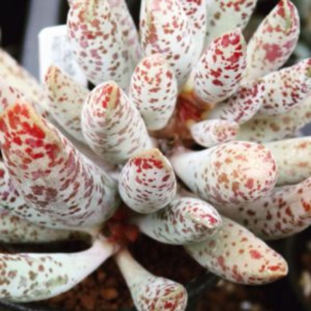 Photo by mokutaroさん@GreenSnap