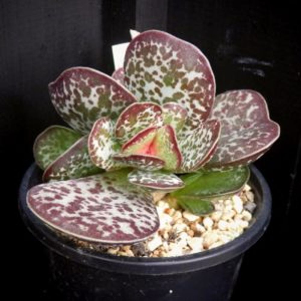 Photo by Tenさん@GreenSnap