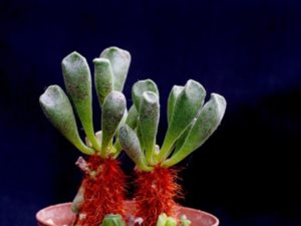 Photo by Ten さん@GreenSnap