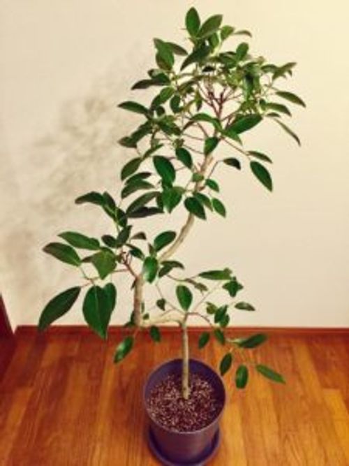 背の高い棚にもマッチ お部屋に個性を出すならゴムの木を飾ろう Greensnap グリーンスナップ