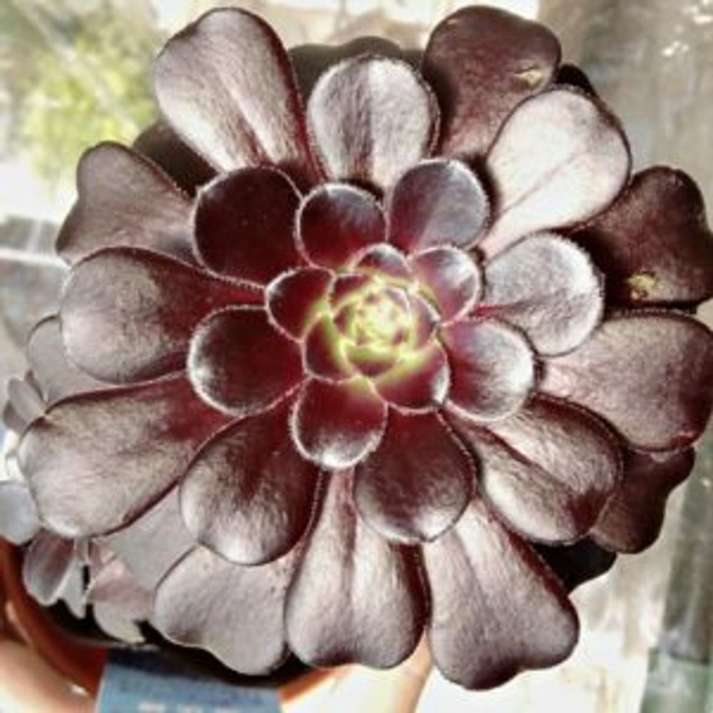 Photo by 肉の爪さん@GreenSnap