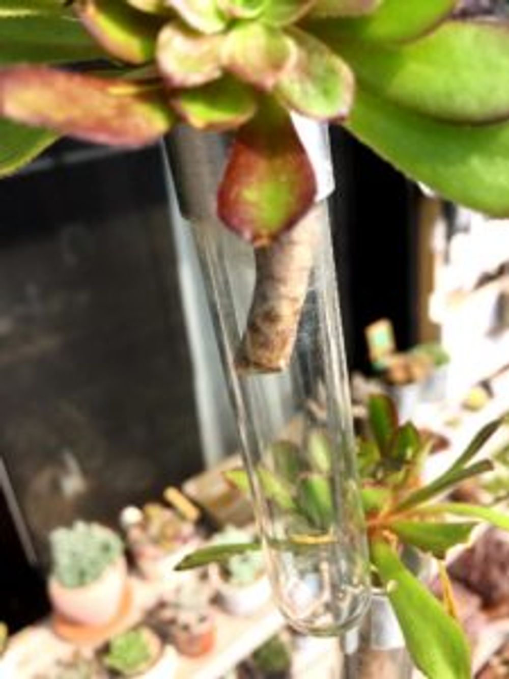 Photo by hanaさん@GreenSnap