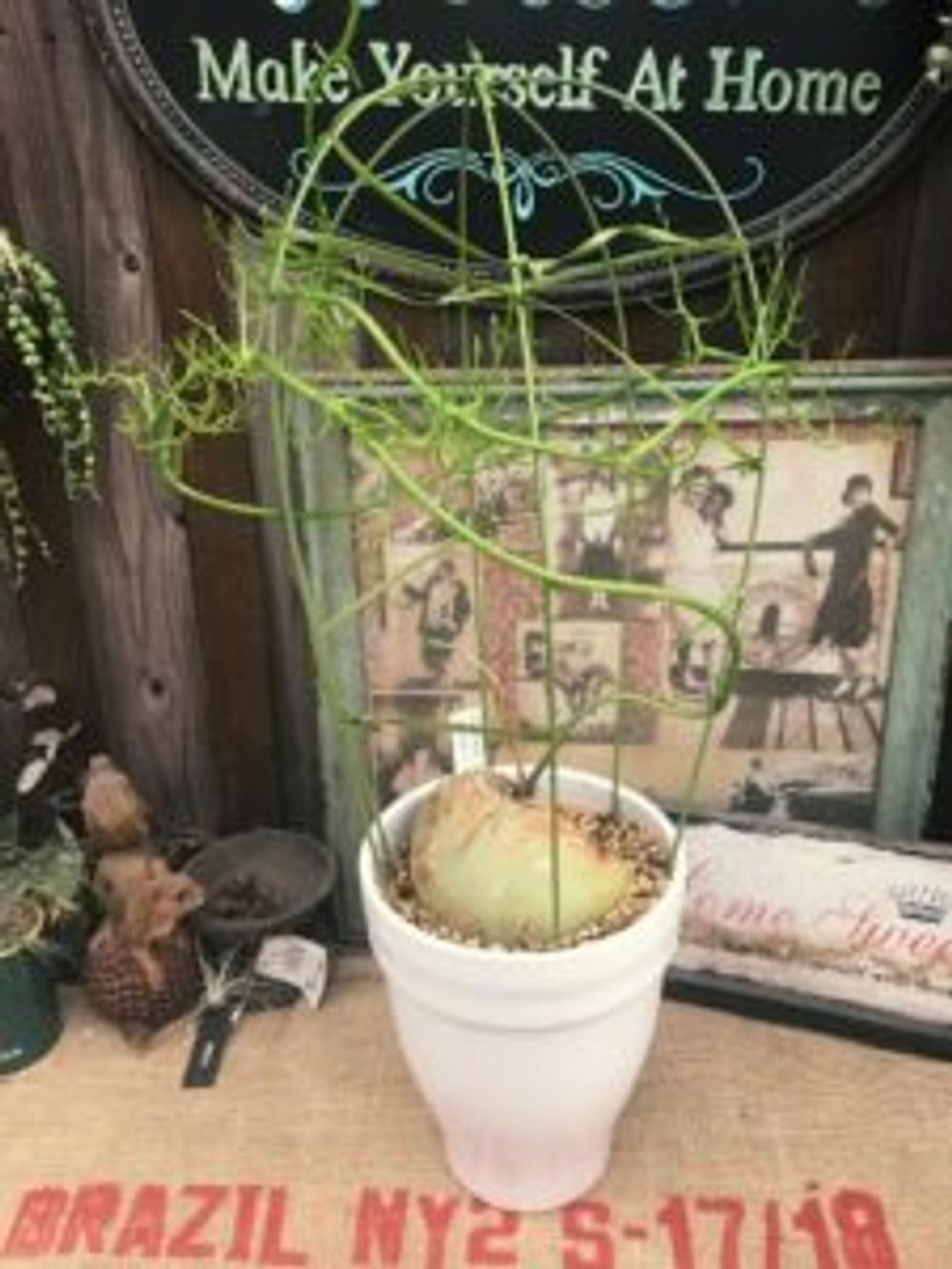 Photo by まこさん@GreenSnap