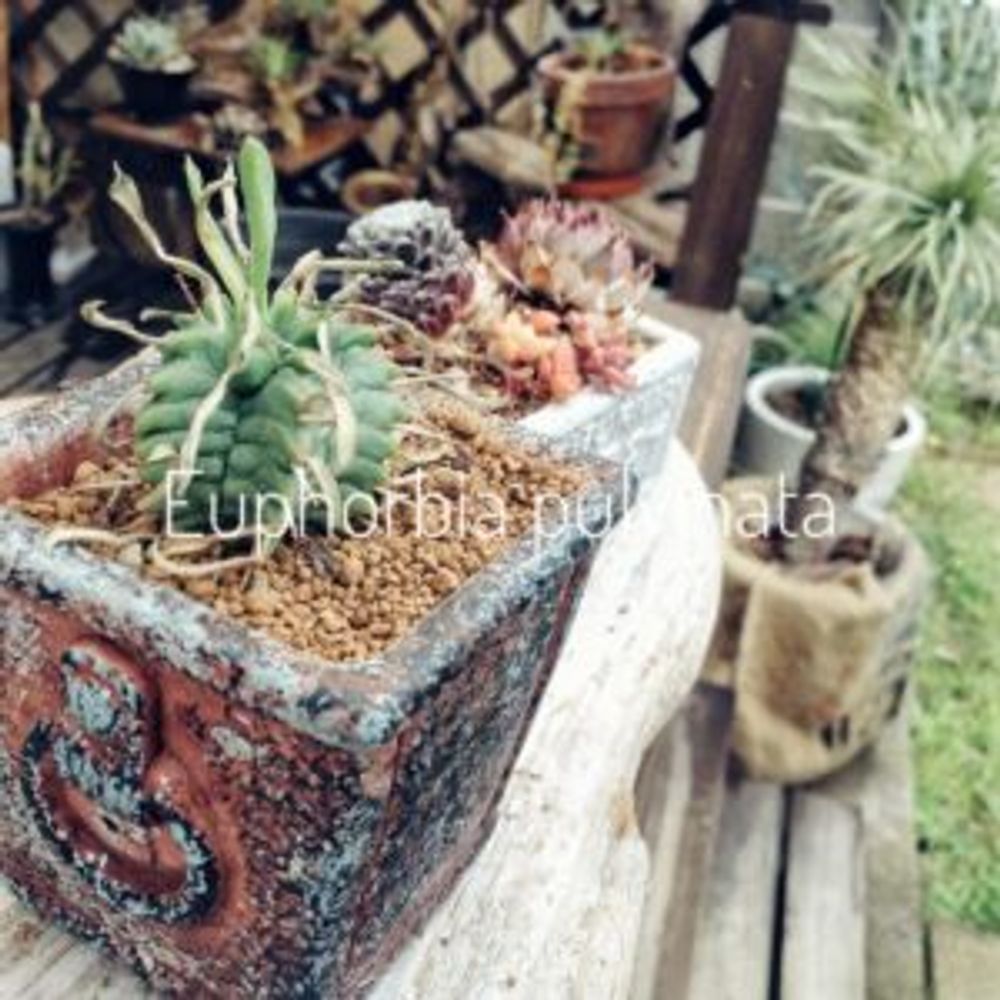 Photo by ✼Bǝё-n✼さん@GreenSnap