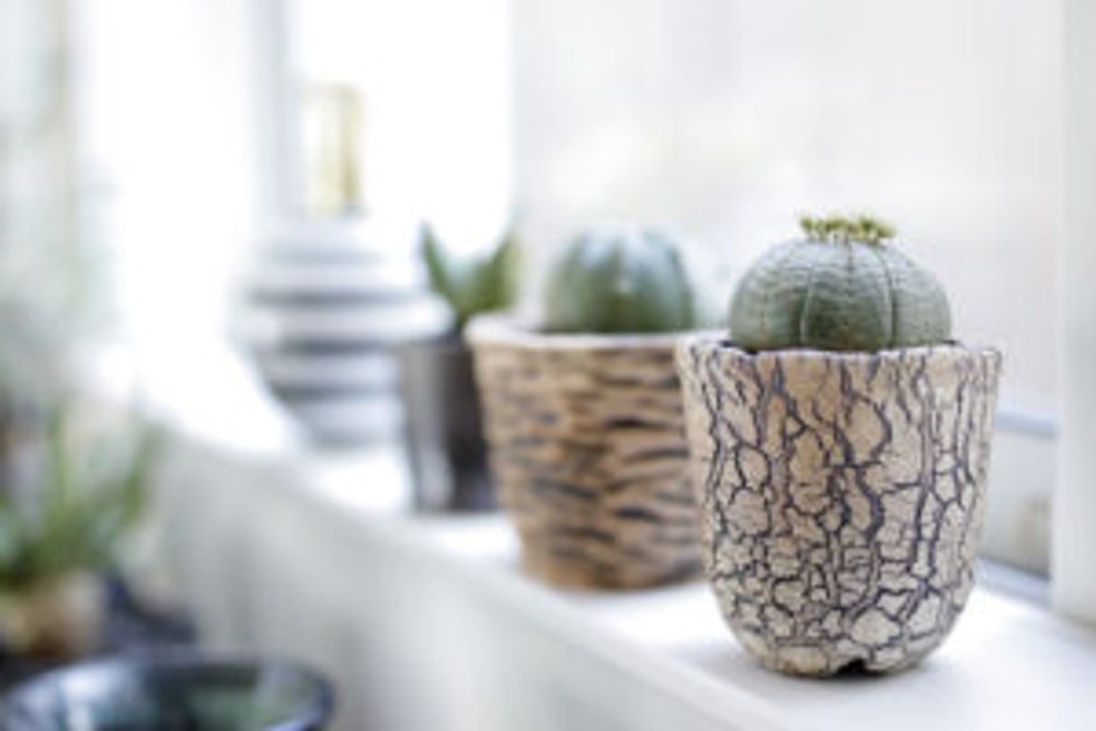 Photo by 山やんさん@GreenSnap