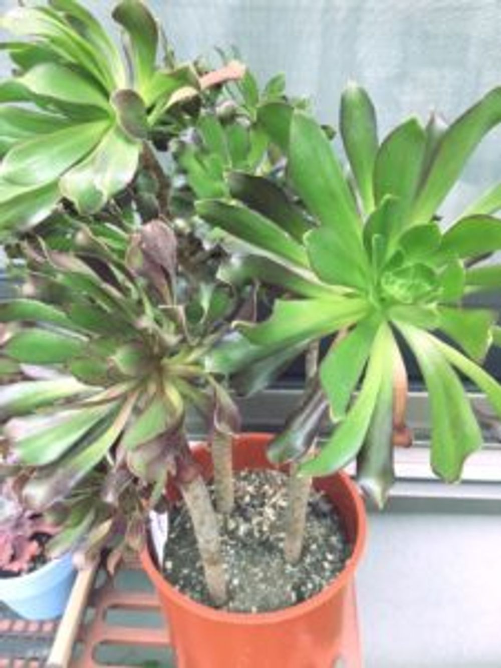 Photo by NAGOMIさん@GreenSnap