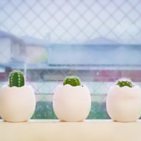 多肉植物の育て方〜全種類に共通する点に注目！〜の画像