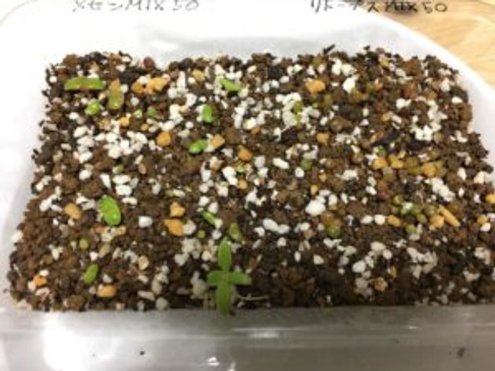 Photo by toshiさん@GreenSnap