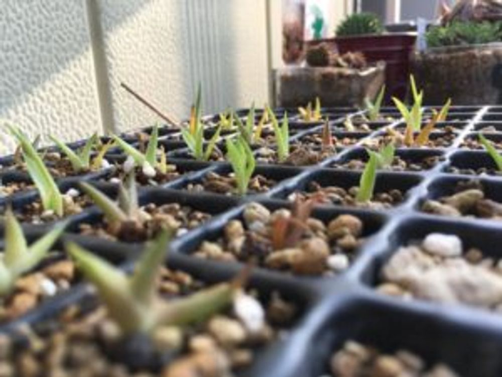 Photo by サンダージョーさん@GreenSnap