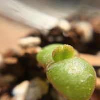 種子でも販売中！多肉植物を種子から育てる方法の画像