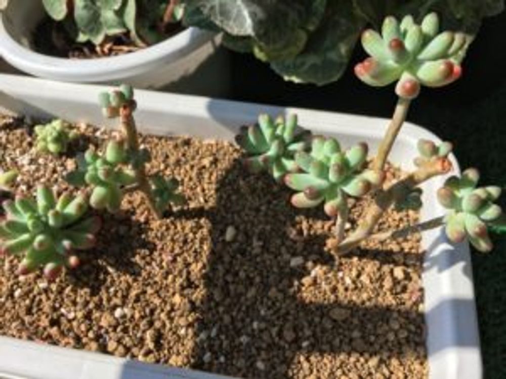 Photo by toshiさん@GreenSnap