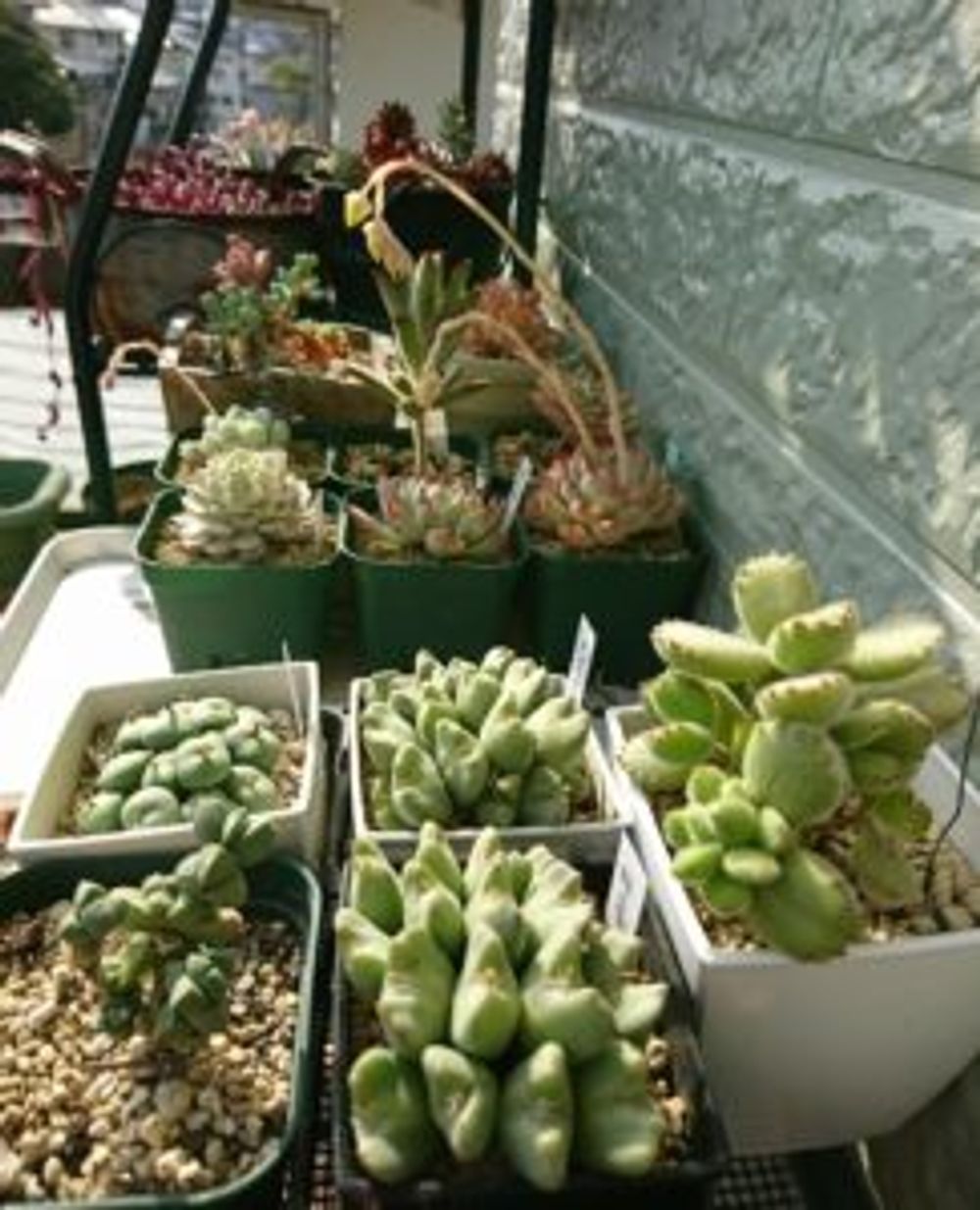 Photo by 更紗(さら)さん@GreenSnap