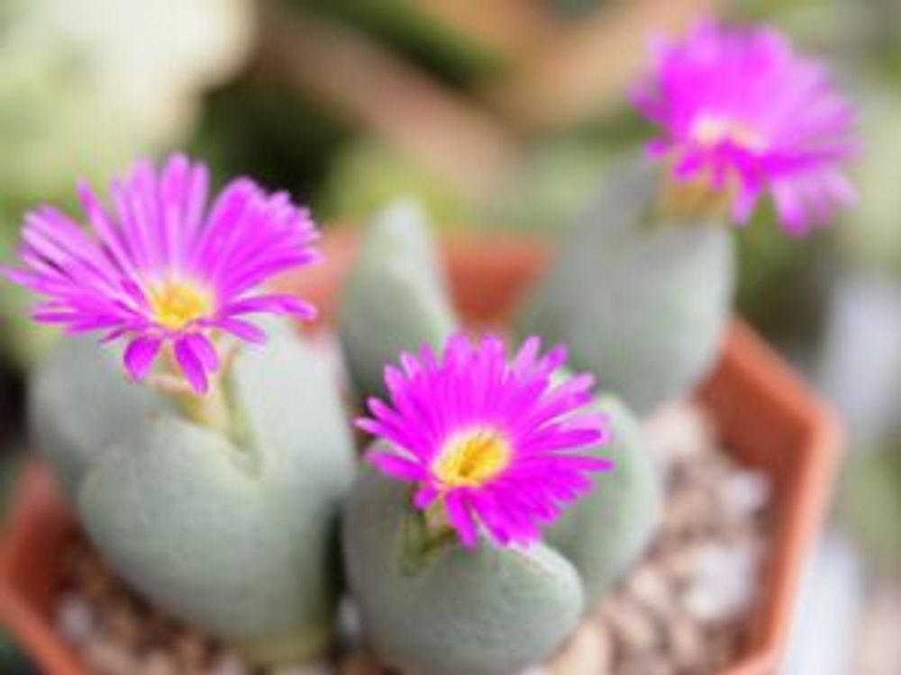 Photo by かのんさん@GreenSnap