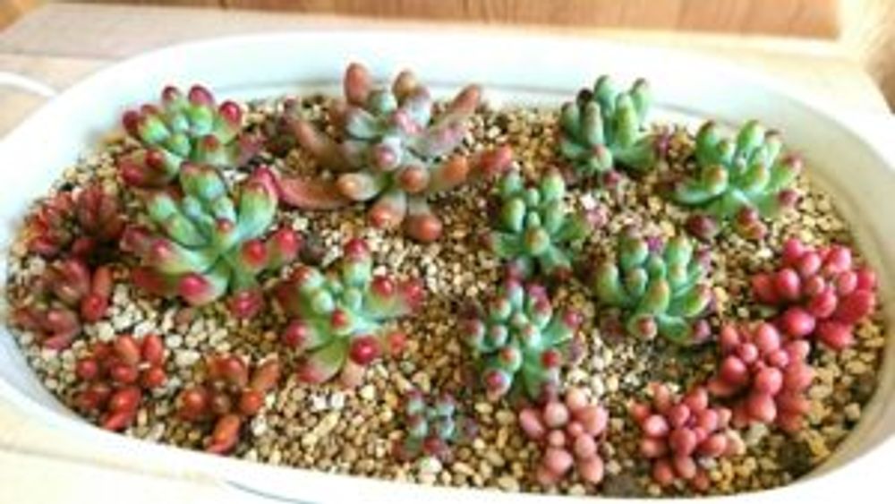 Photo by ぴーちーさん@GreenSnap