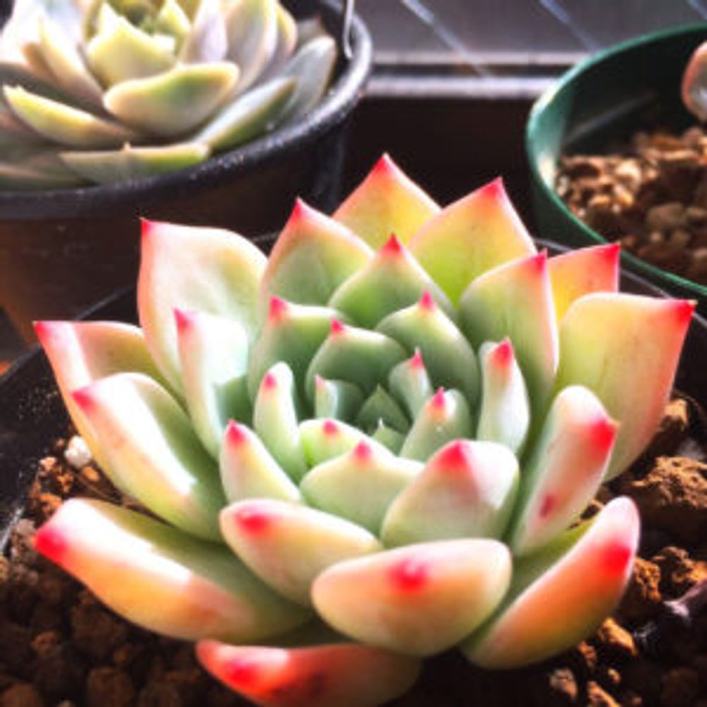 Photo by T♡さん@GreenSnap