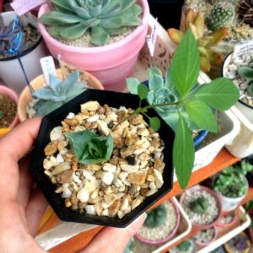 Photo by miki❄︎mikiさん@GreenSnap