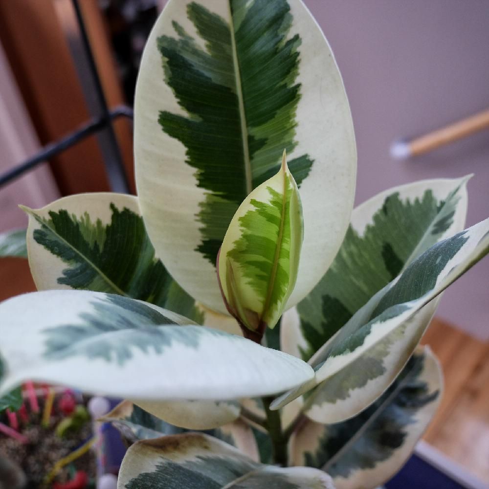 Photo by ヒロskmtさん