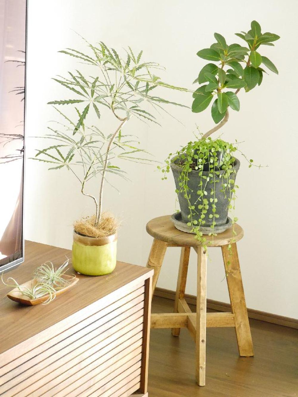 Photo by omamesanさん