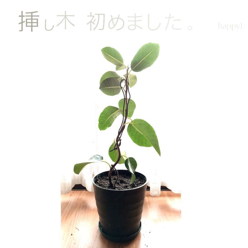 Photo by happyluck!さん