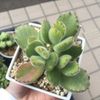 多肉植物「熊童子」の増やし方！挿し芽と葉挿しで増やせる？の画像