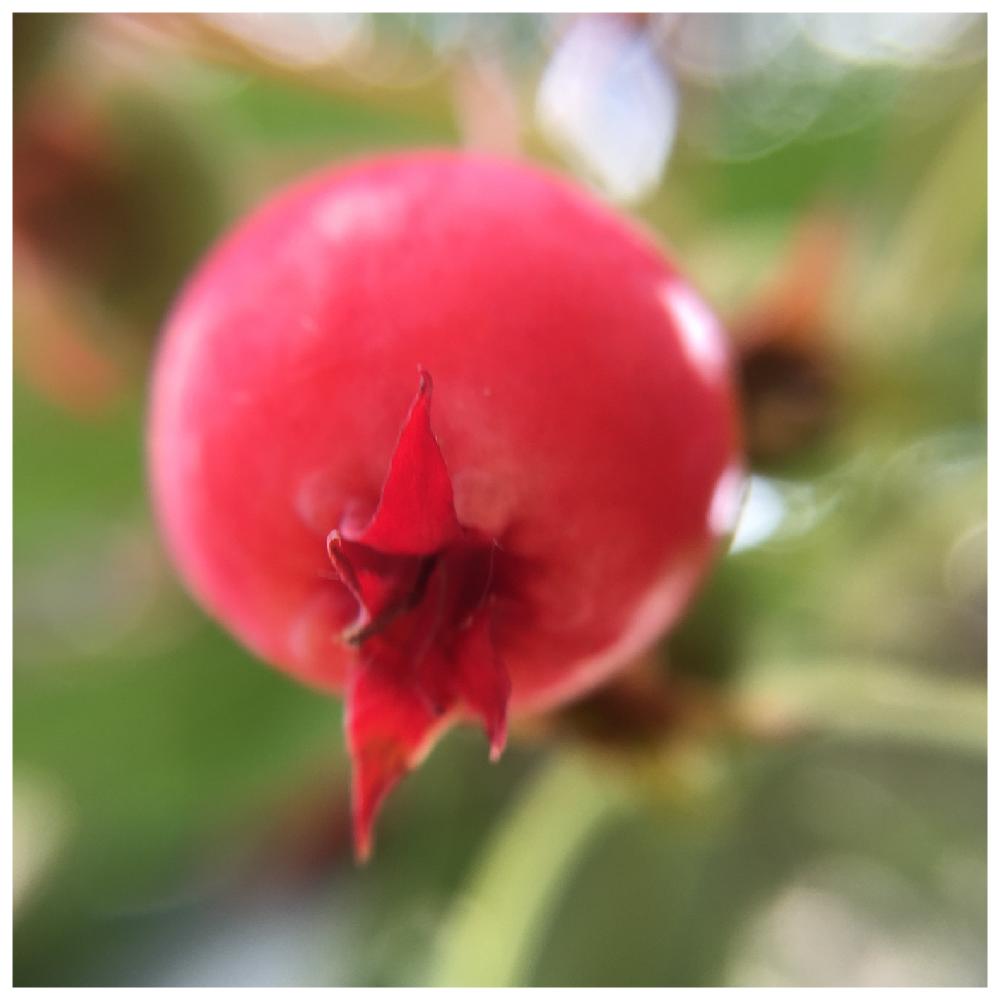 水やりの頻度はどれくらい ジューンベリーの育て方 Greensnap グリーンスナップ