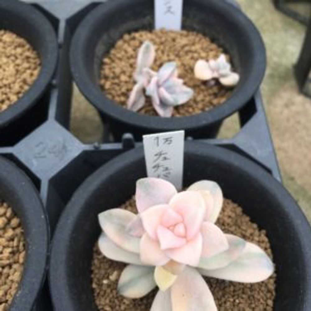 Photo by エーコさん@GreenSnap