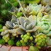 値段の安い多肉植物を見つける方法！の画像
