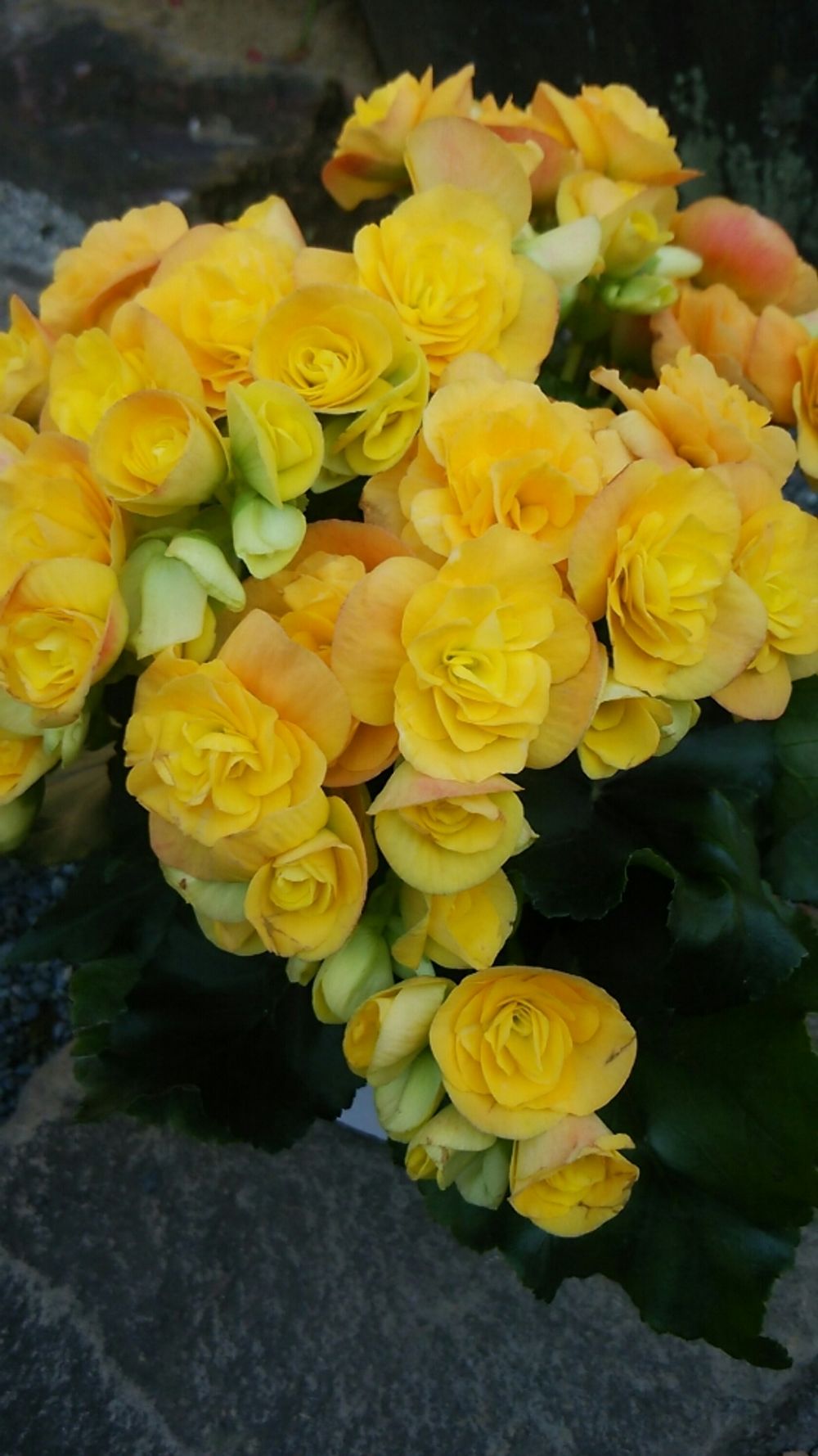 Photo by プリンさん