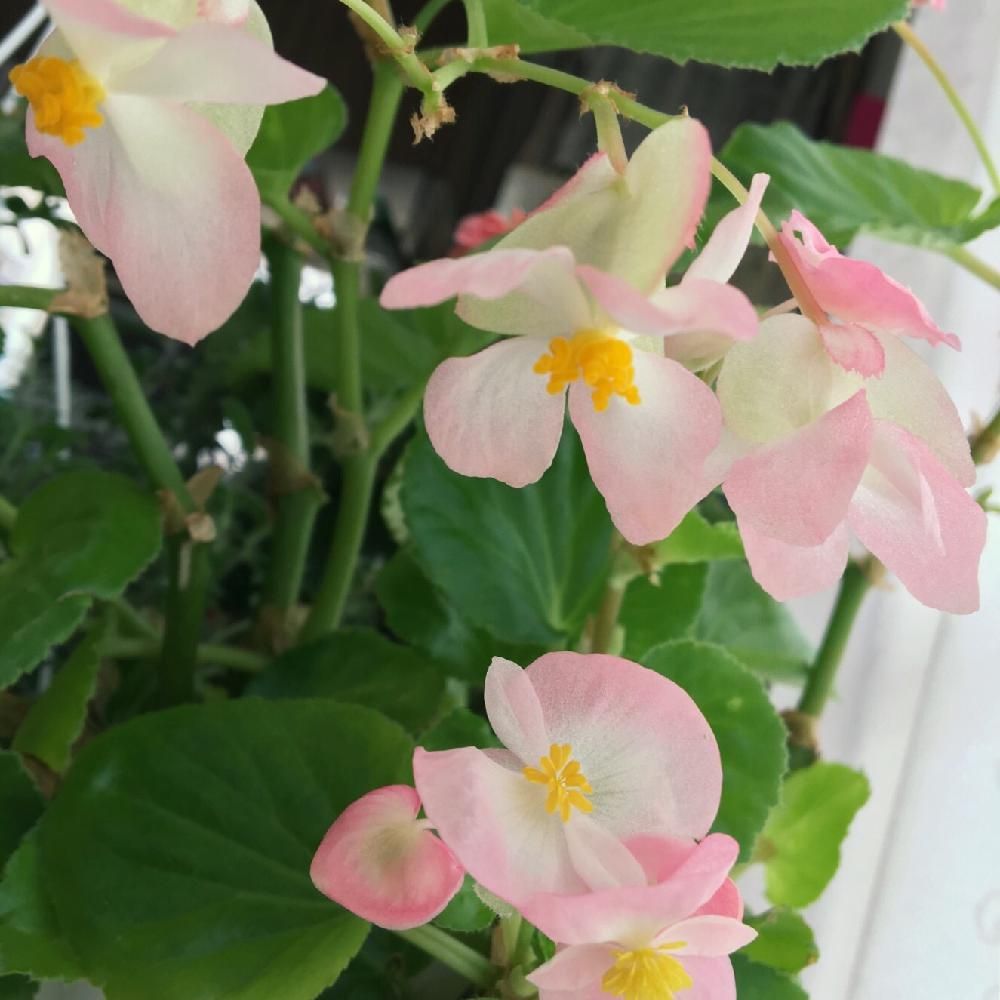 Photo by まやしこさん