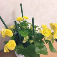 水やりが基本！リーガースベゴニアを上手に育てる方法の画像