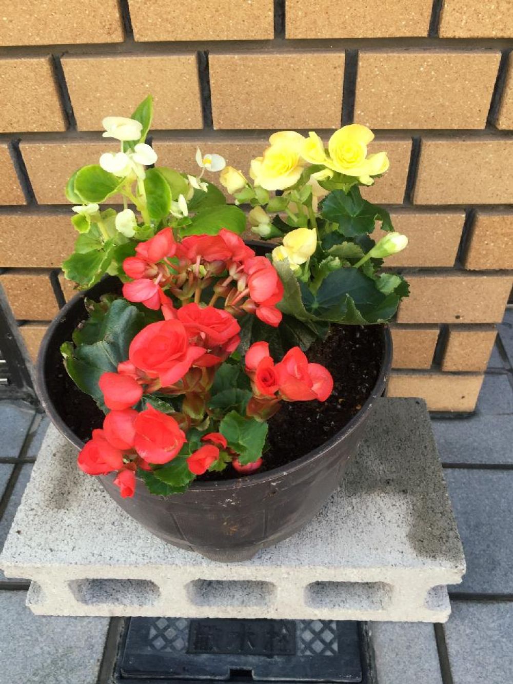 Photo by ちかこさん