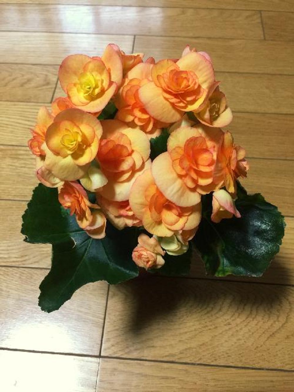 Photo by ★a.k★さん