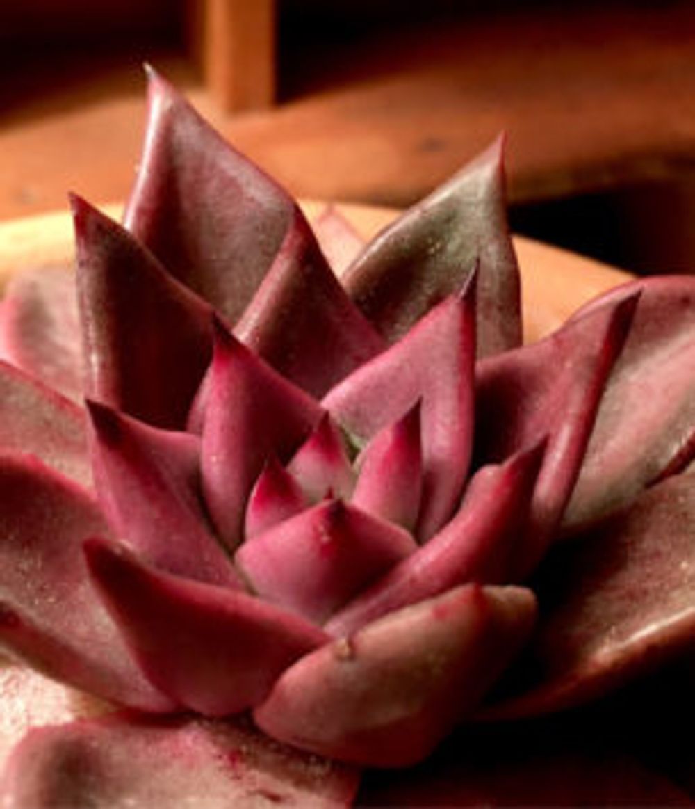 Photo by ごんはなさん@GreenSnap