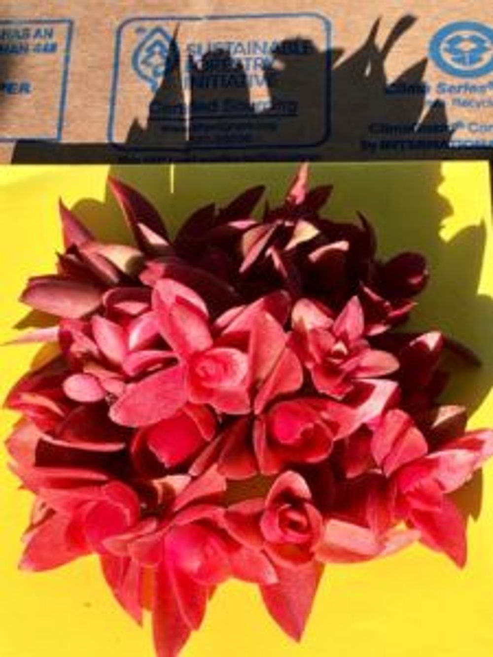 Photo by YURIさん@GreenSnap