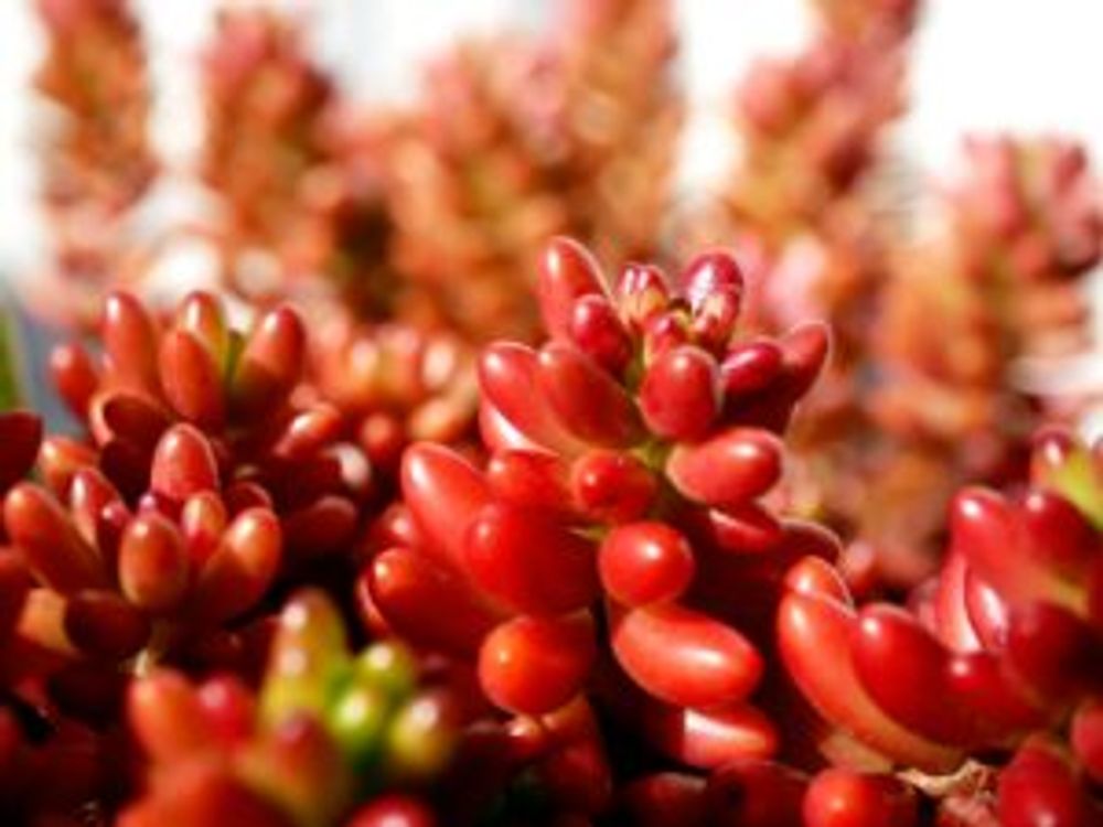 Photo by しっぴーさん@GreenSnap