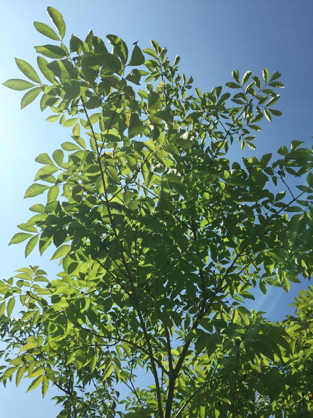 Photo by junrinさん