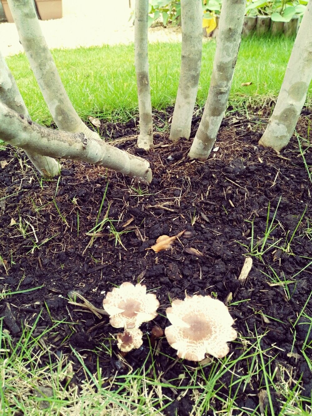 Photo by ivory ☆さん