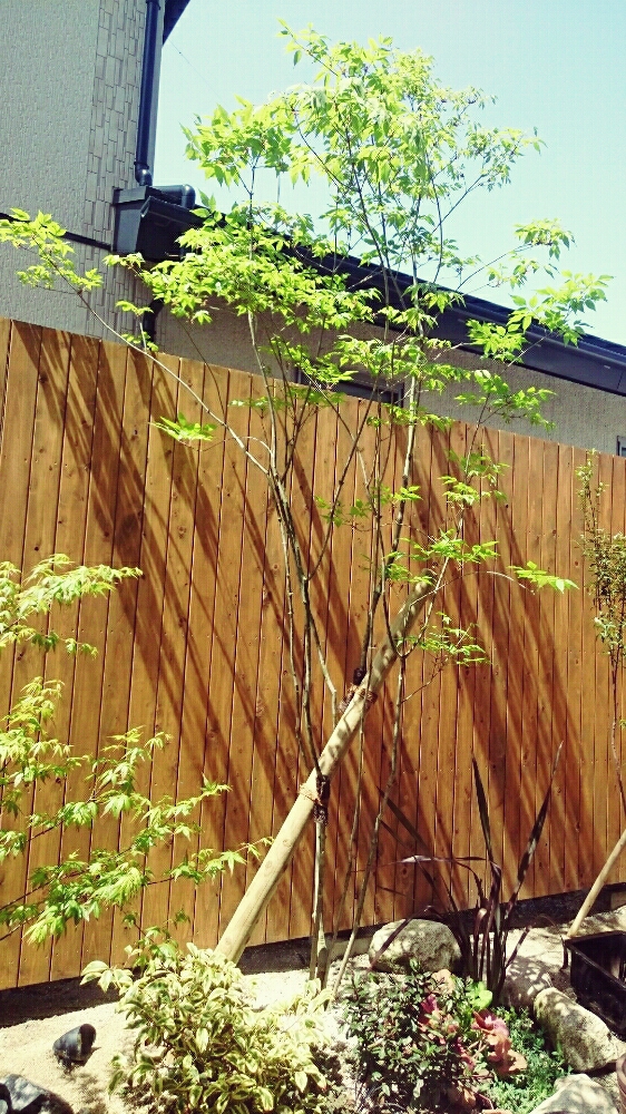 庭木として人気なアオダモをフェンスに使う Greensnap グリーンスナップ